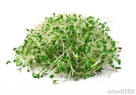 alfalfa sprouts